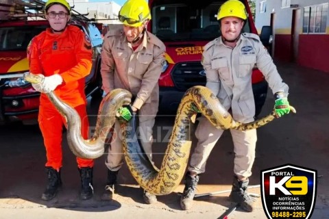 UMA SUCURI GIGANTE DE 70 QUILOS É CAPTURADA PELO CORPO DE BOMBEIROS MILITAR